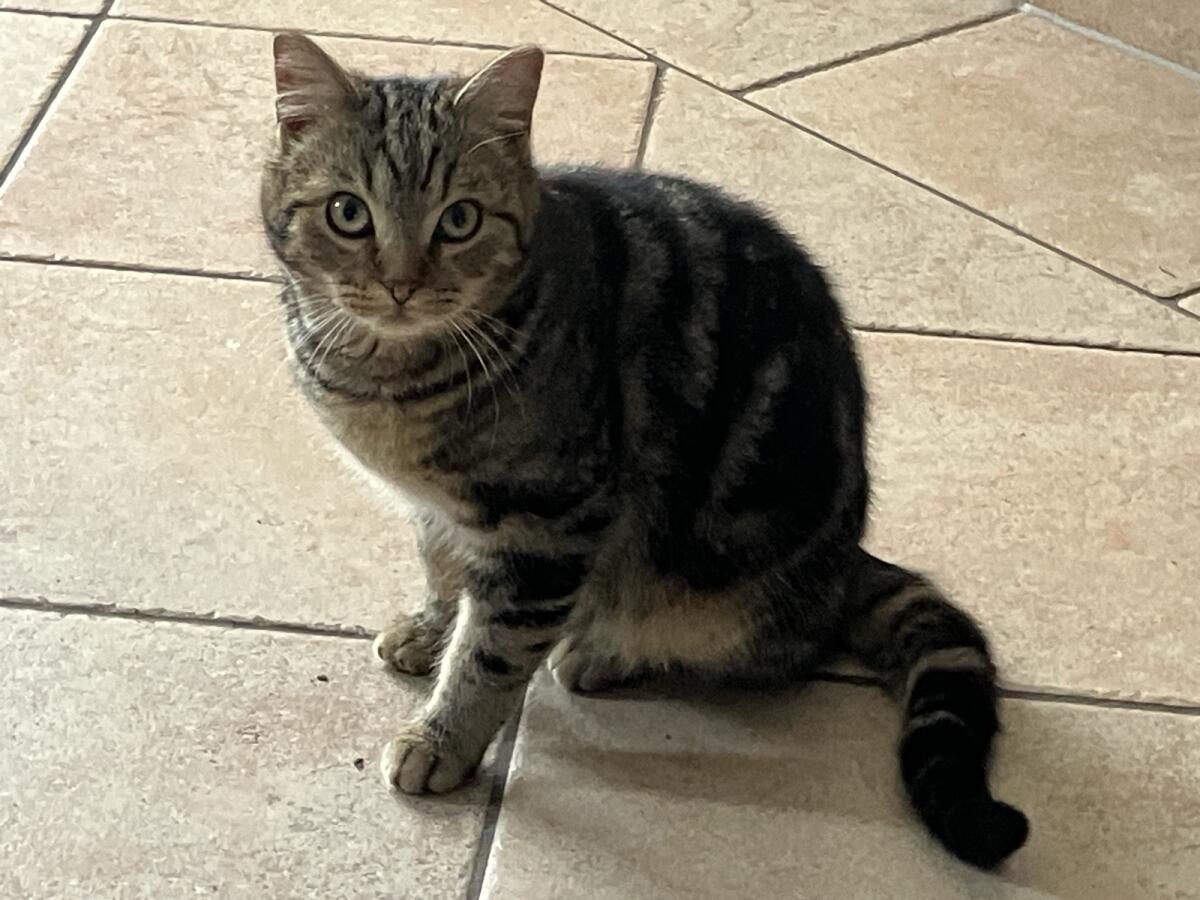 Katzen - Babykatzen - BKH - stubenrein 2