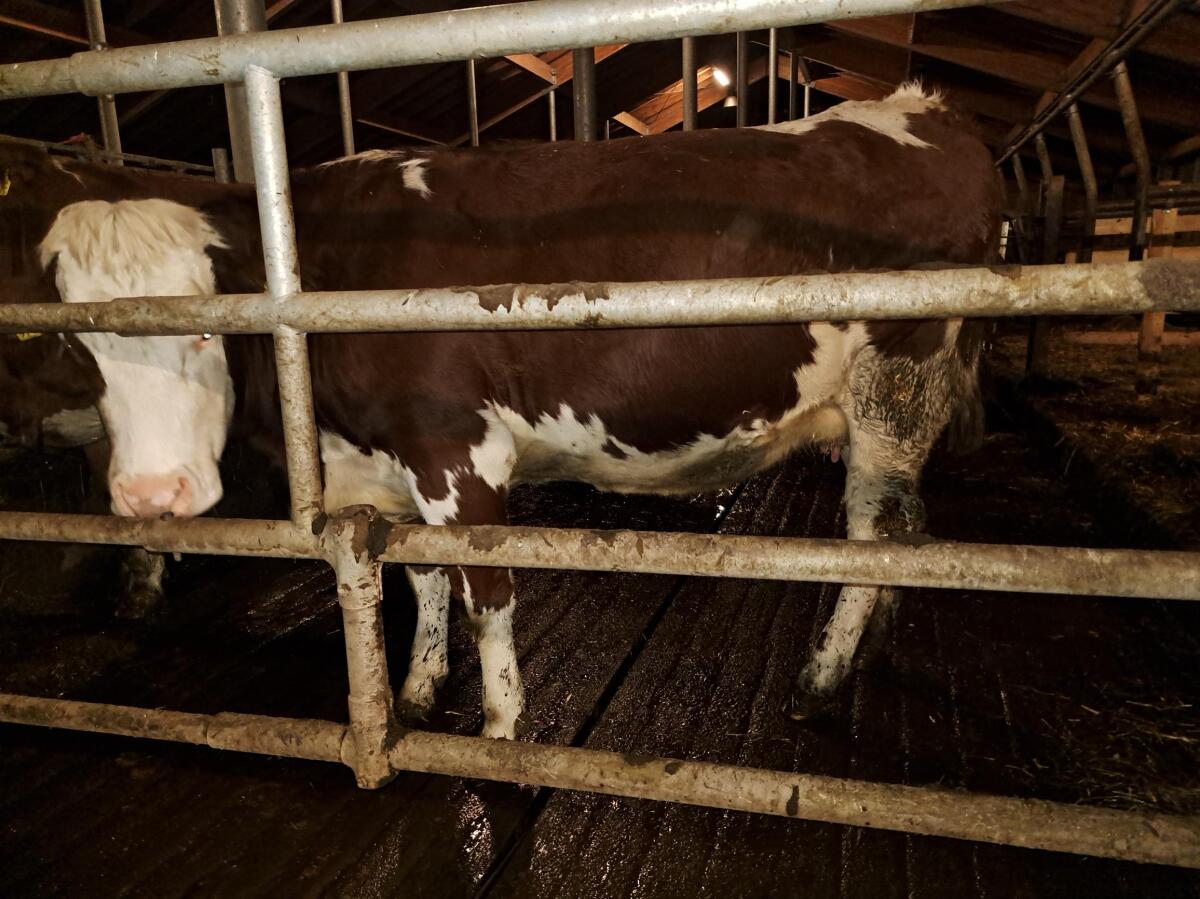 Bio Ammenkuh mit Stierkalb 1