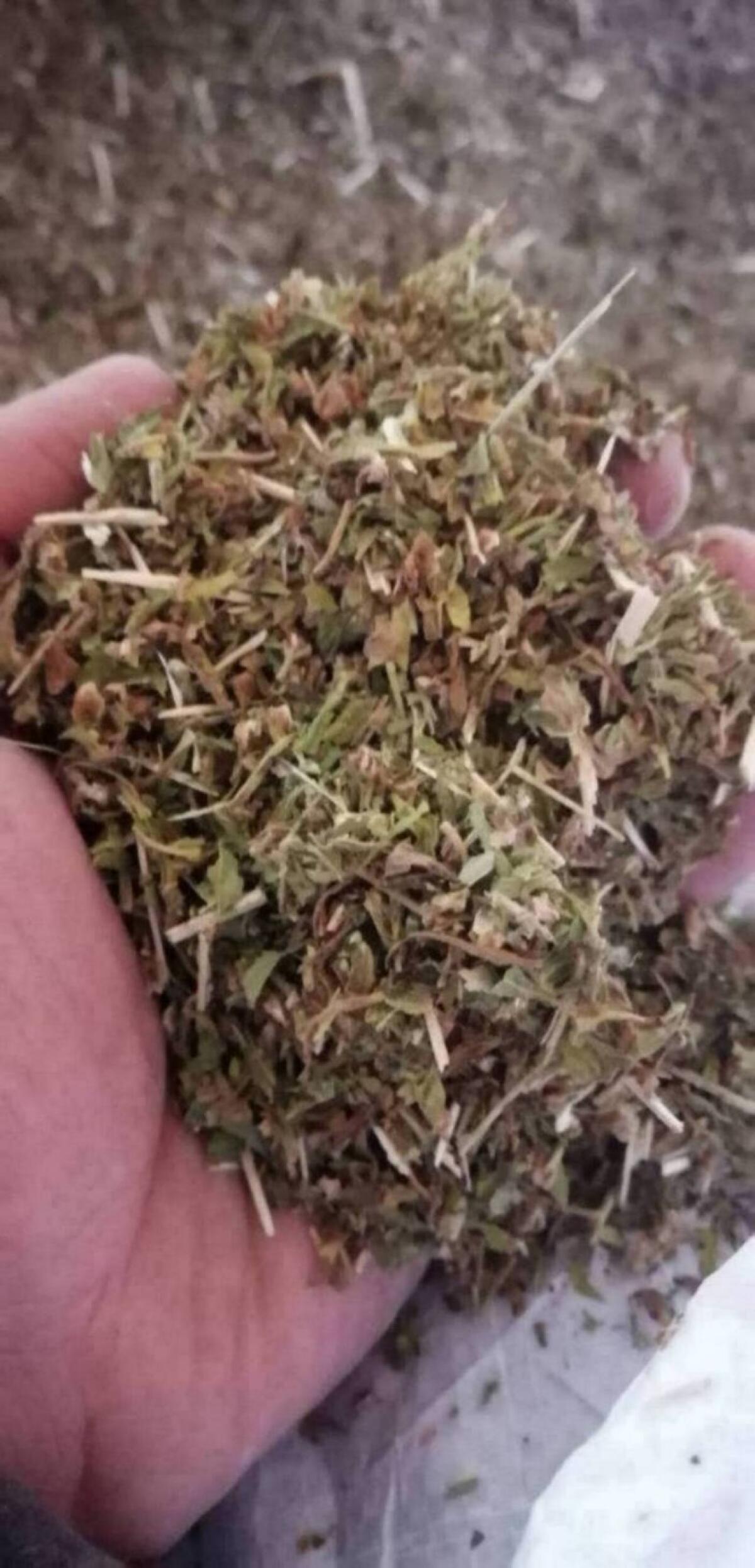 Bio Hanfblätter aus eigenem Anbau 1