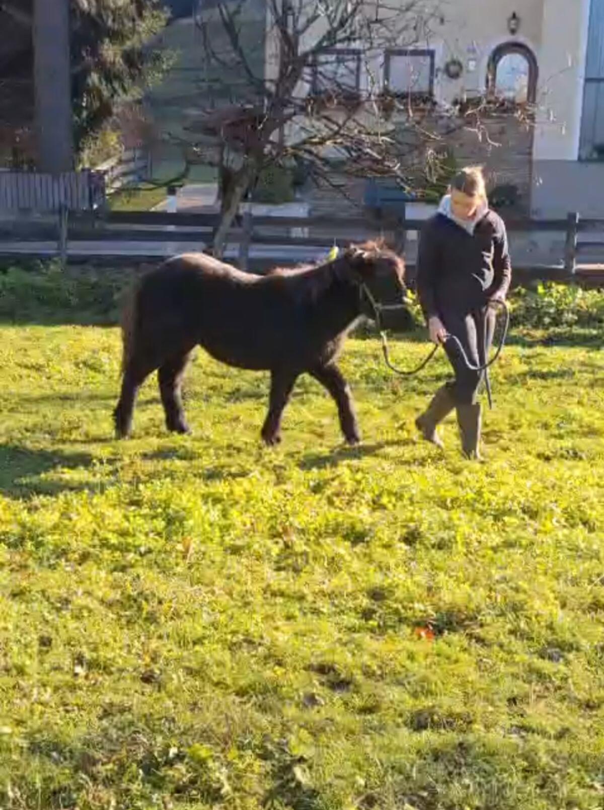 Isländer-Shetty Stute zu verkaufen 3