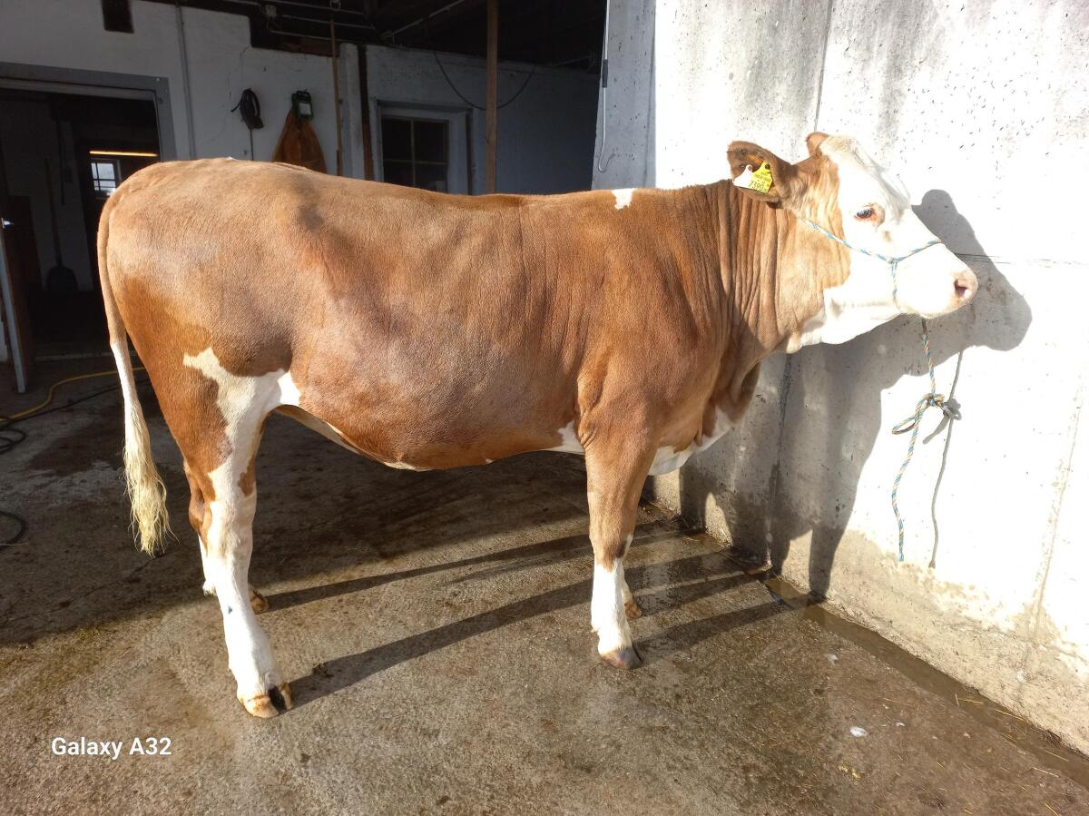 Trächtige Fleckviehkalbin 1