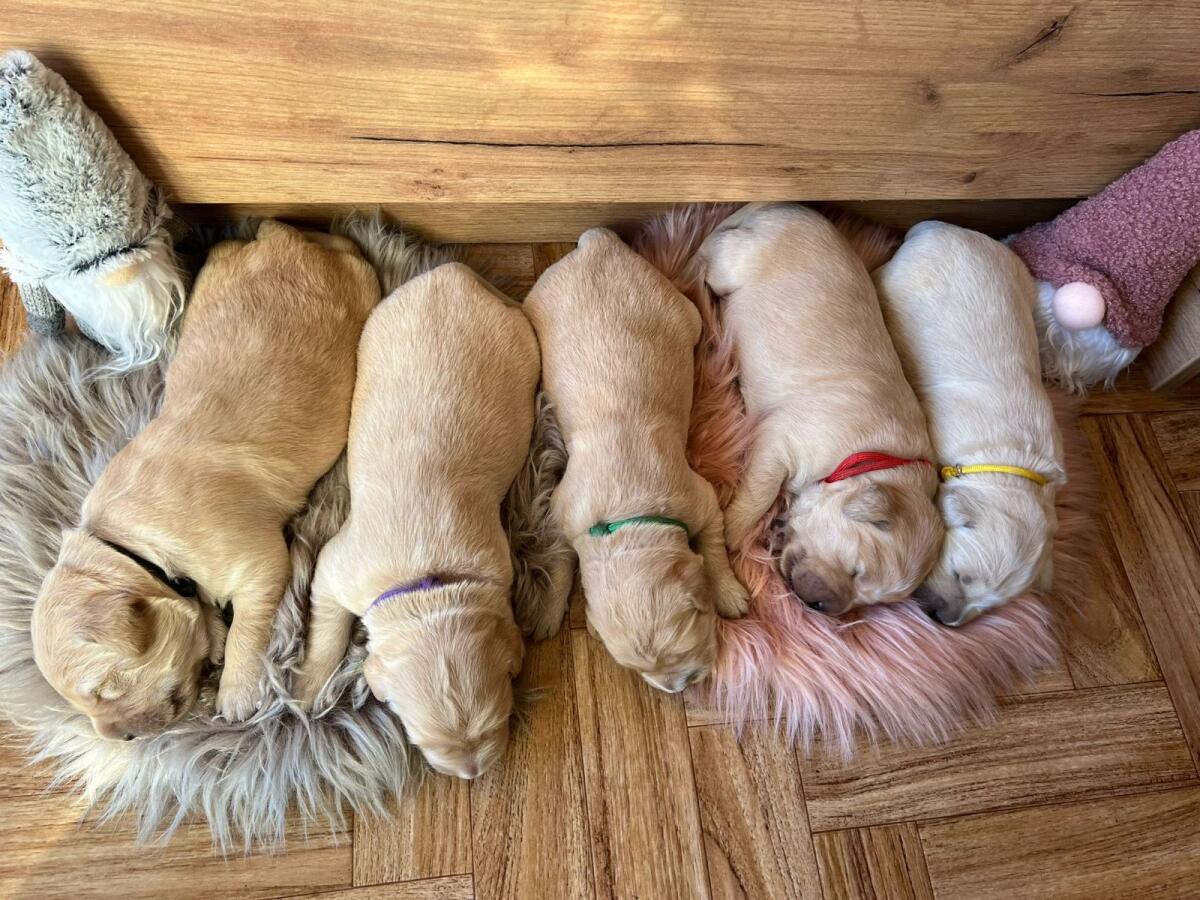 Golden Retriever Welpen 3