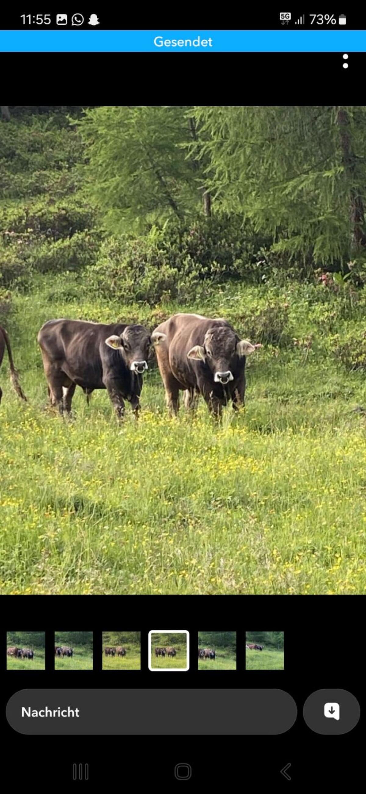 Original Braunvieh Sprungstier 1