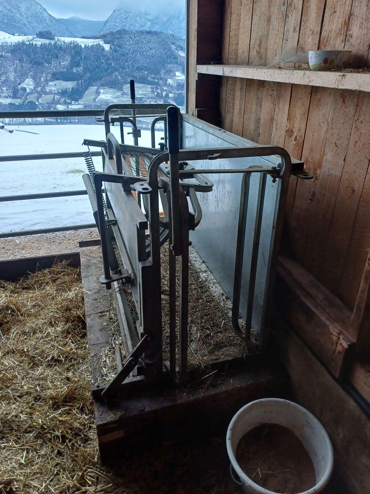 Klauenpflegestand Schafe 2