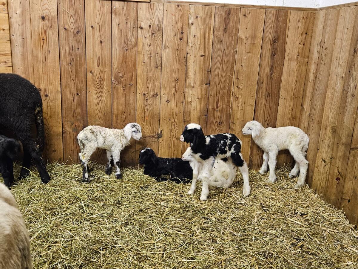 Aue/Ebe mit 1–2 Jungtieren abzugeben 1