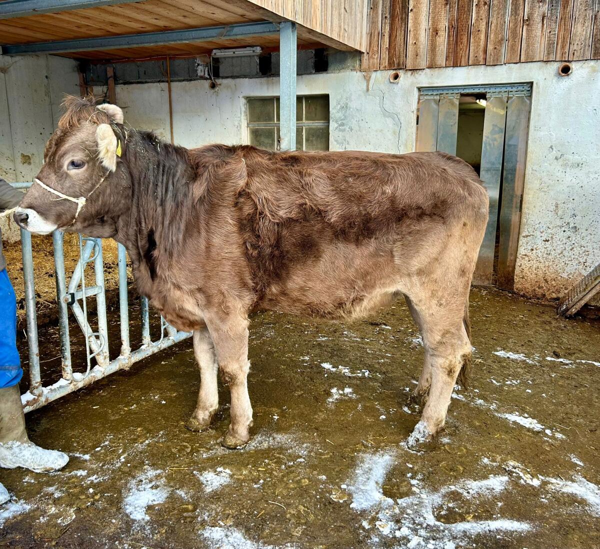 100% OBV-Rinder ohne Horn zu verkaufen 2