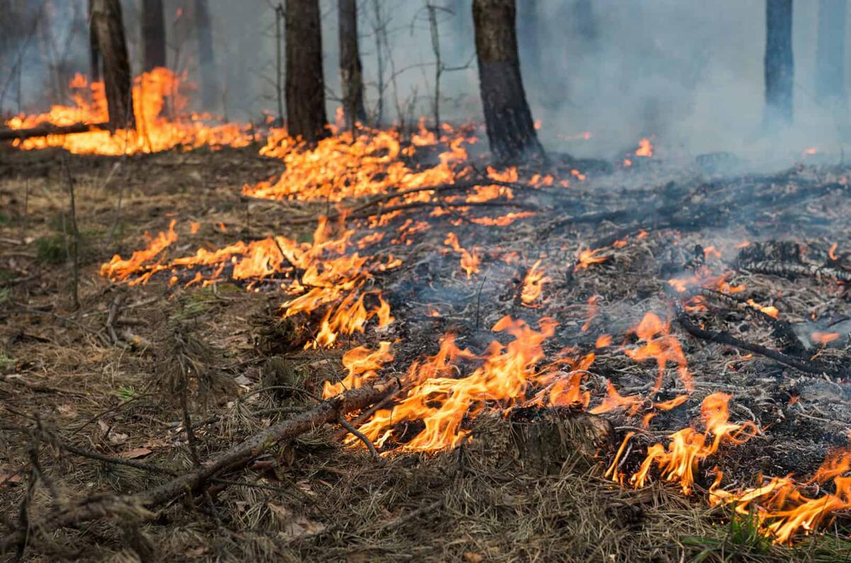 Waldbrandversicherung – Schutz für Ihren Naturbesitz 1