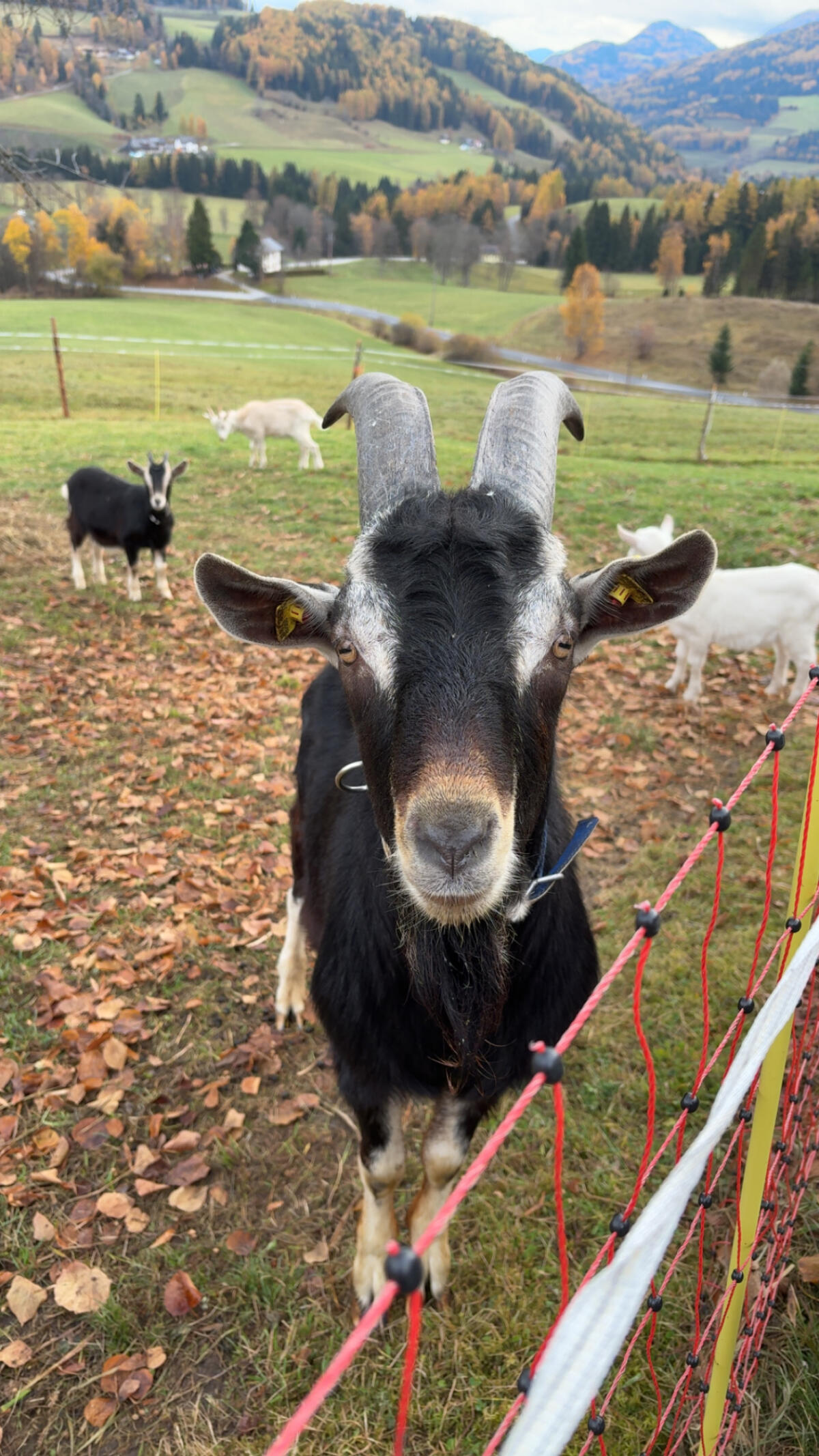 Bündner Strahlenbock 1