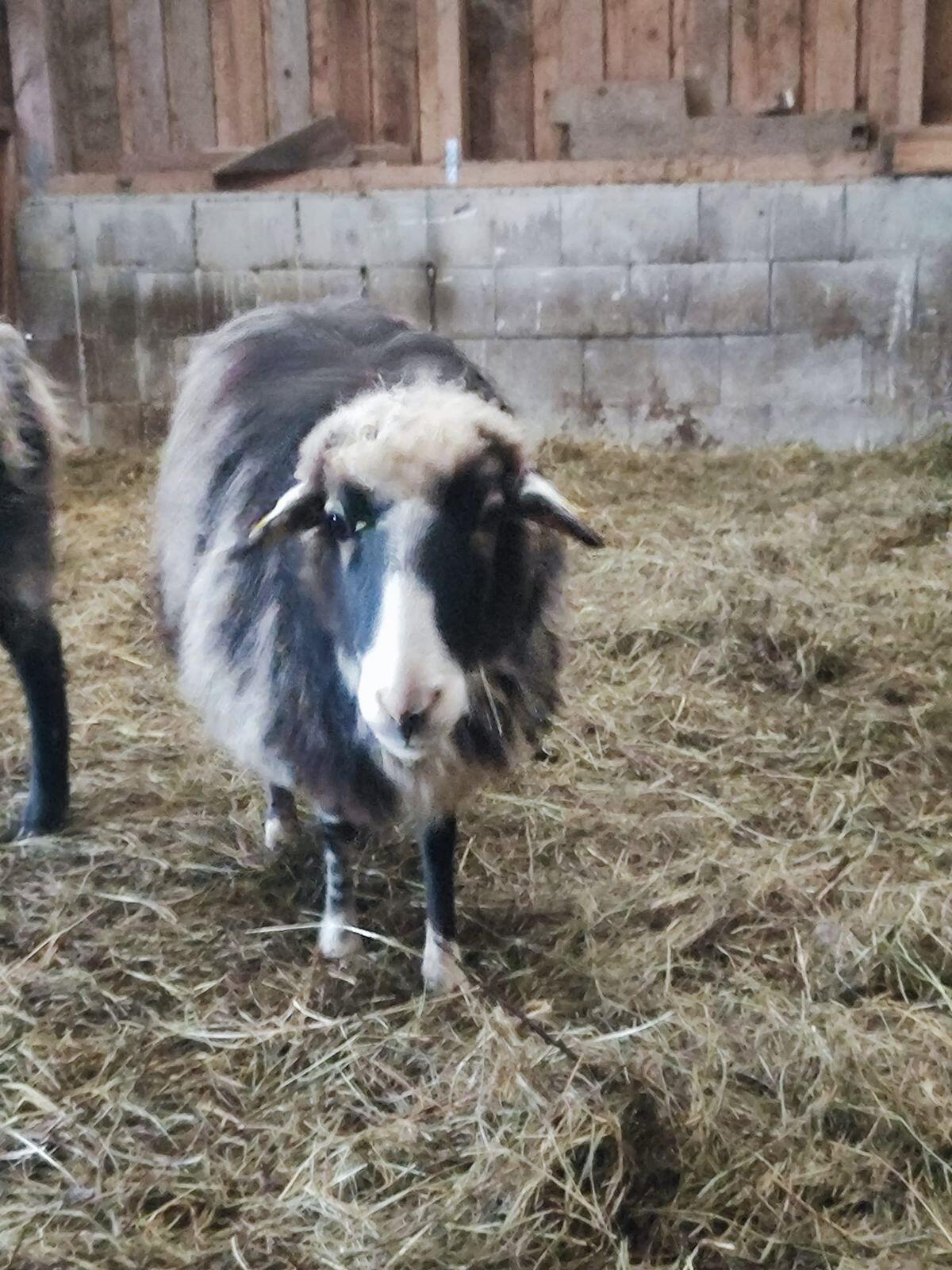 5 Stück Krainer Steinschafe 2