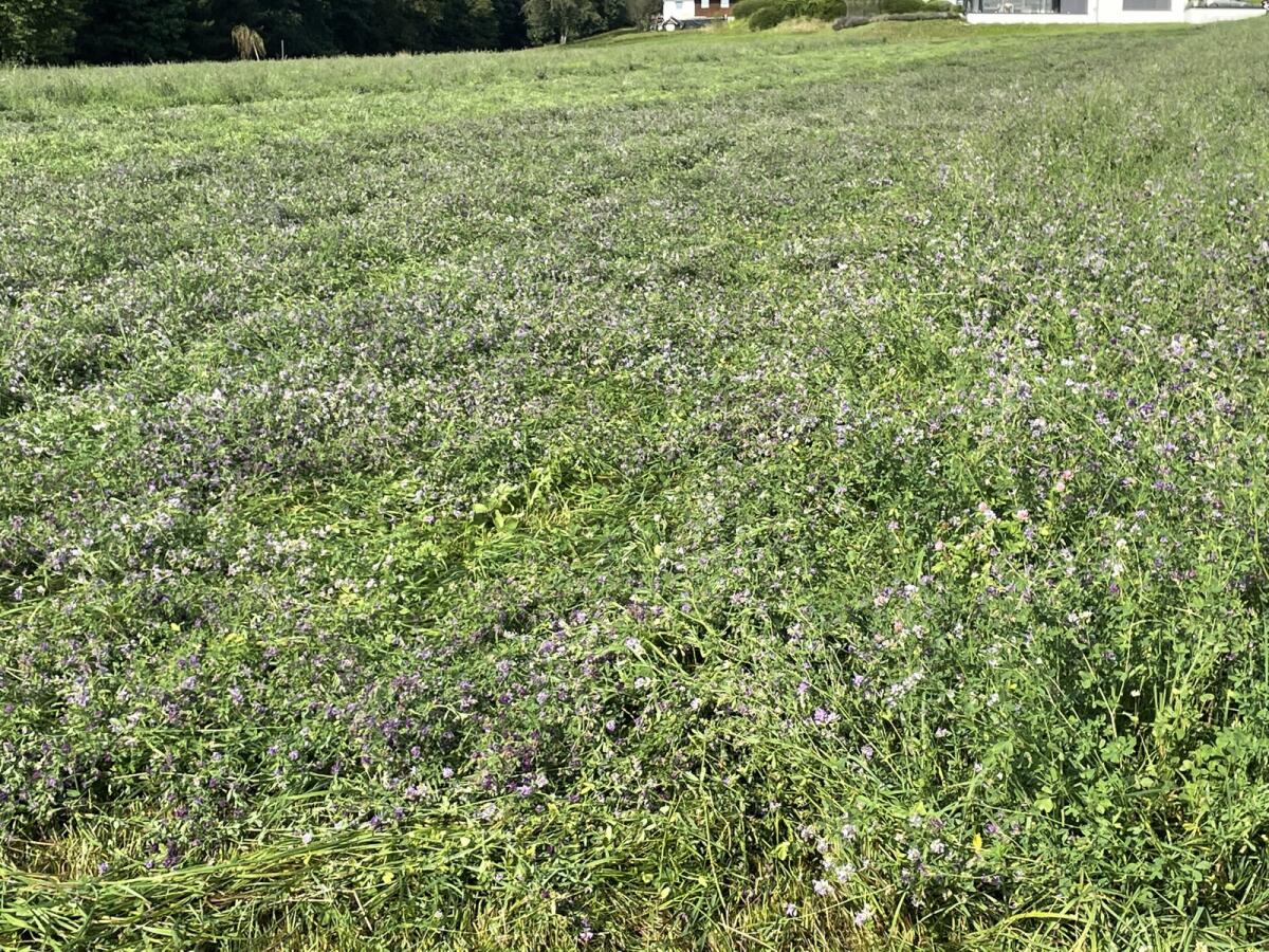 Luzerneheu Warmluftgetrocknet 2