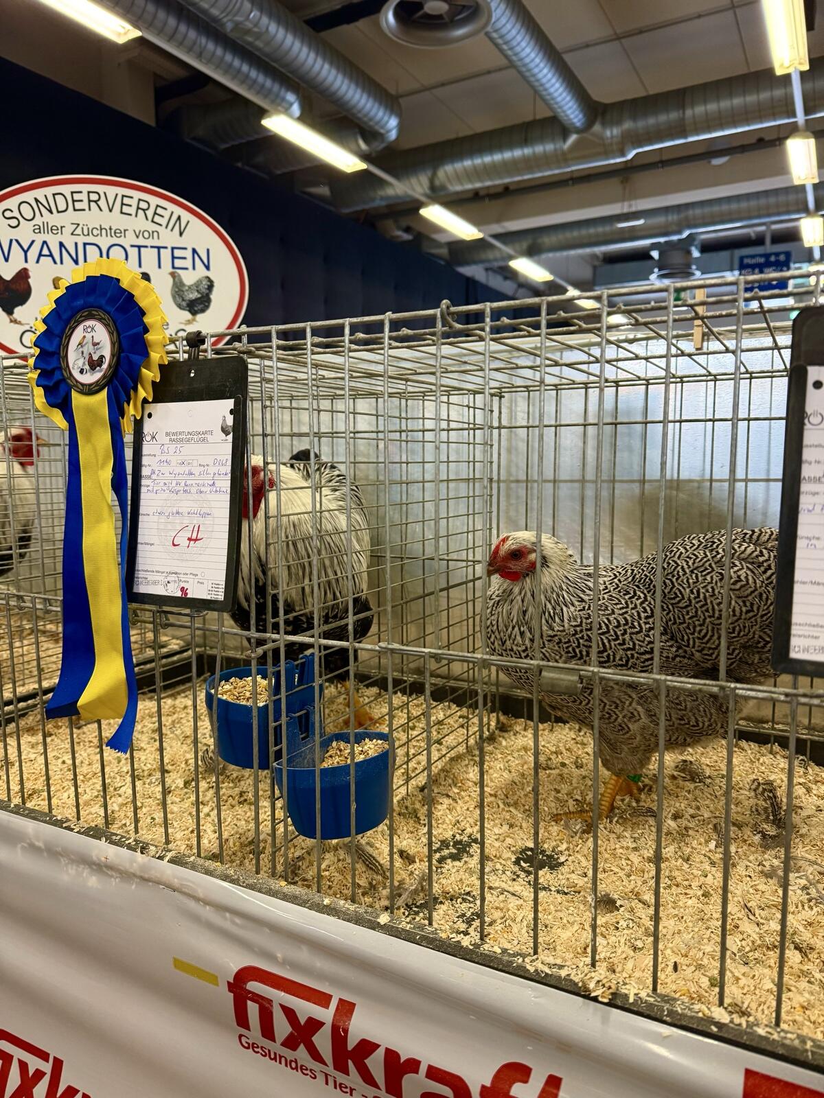 Zwerg-Wyandotten Bruteier und Küken 2