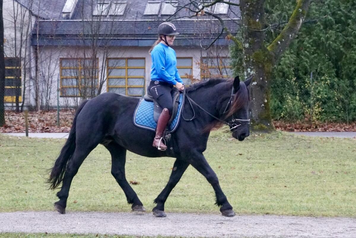 Ein Traum in schwarz! Rappstute ohne Abzeichen 1