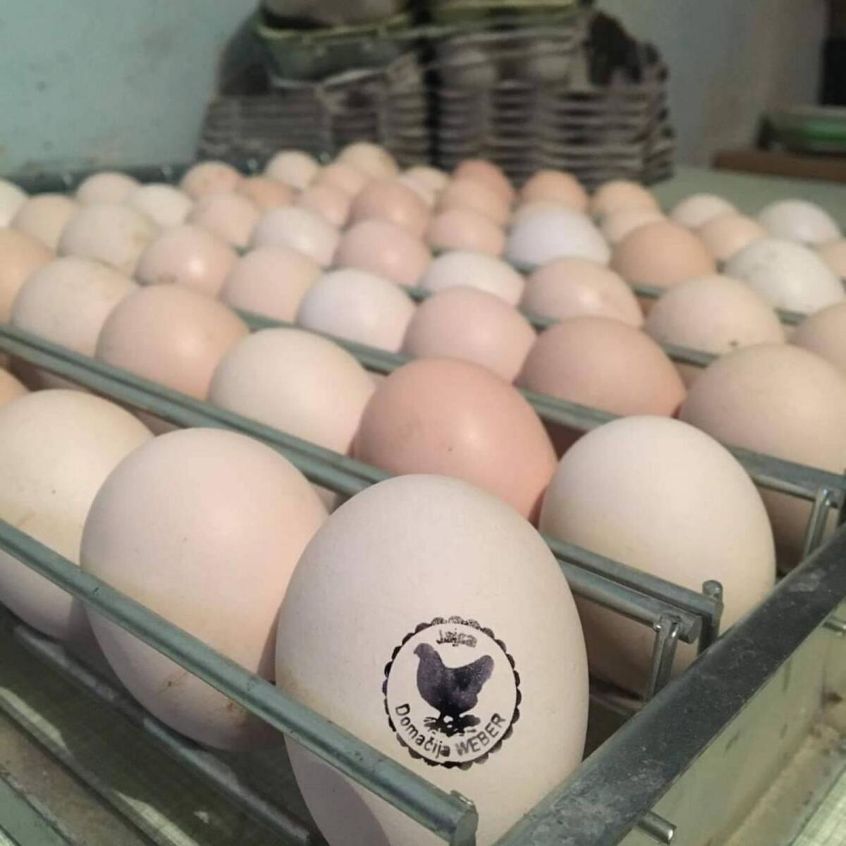 Sulmtaler Hühner und Bruteier 2