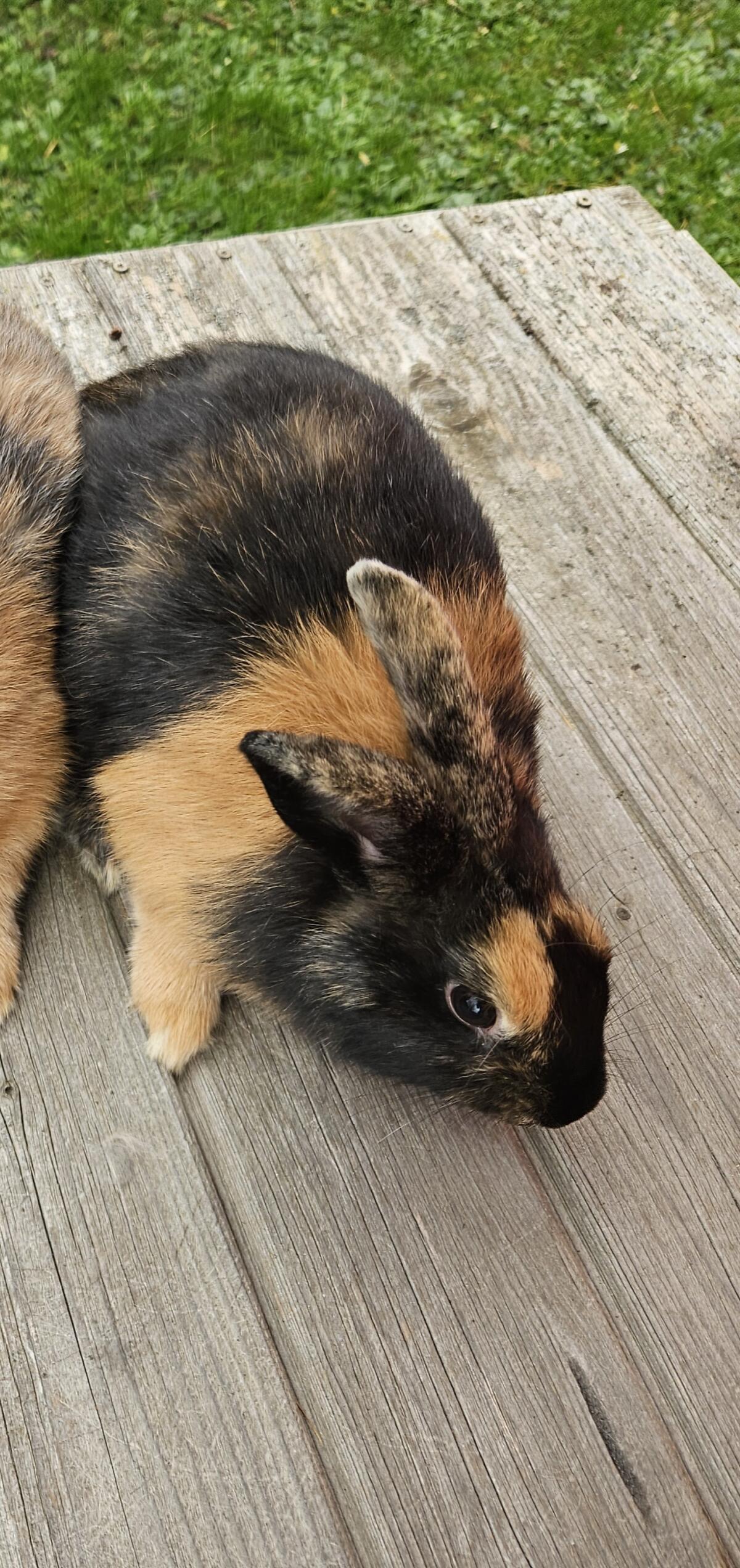 Japaner Kaninchen reinrassig 1