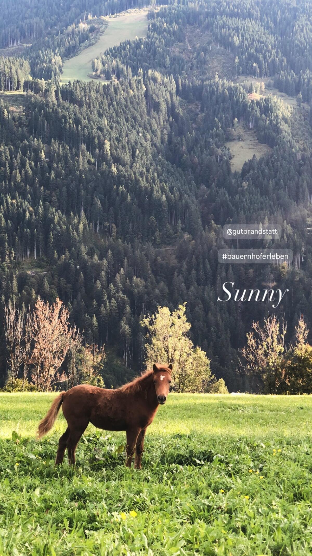 Fohlen Pony Welsh Mix 2