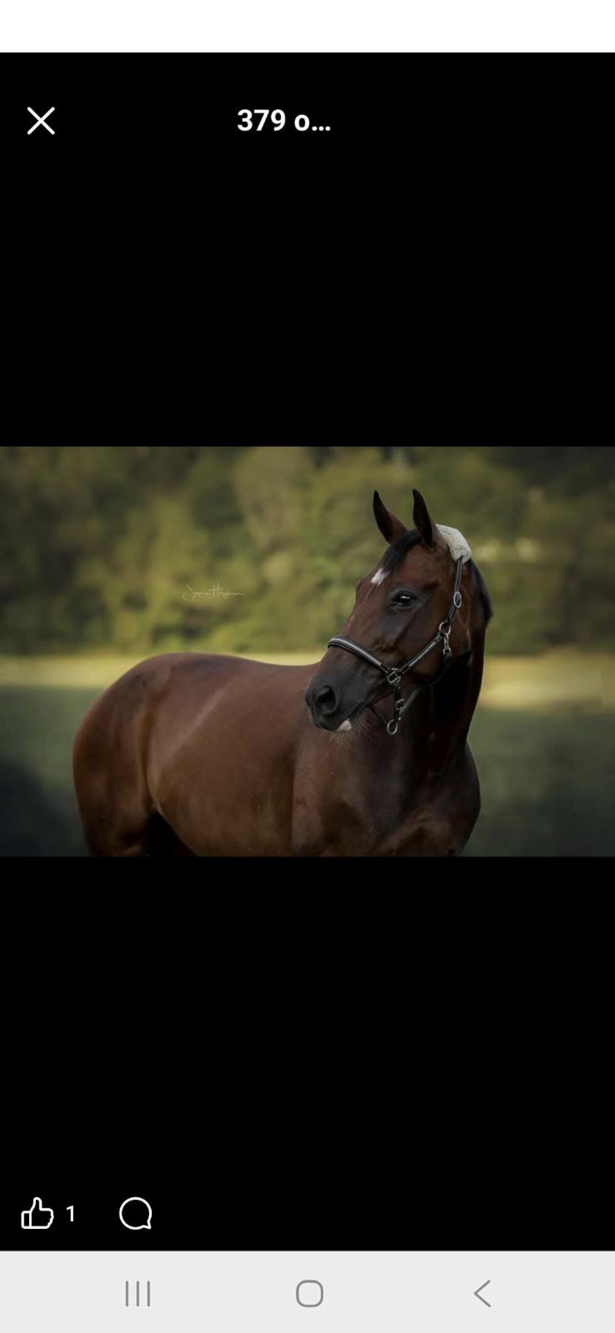 Österreichische Warmblutstute 1