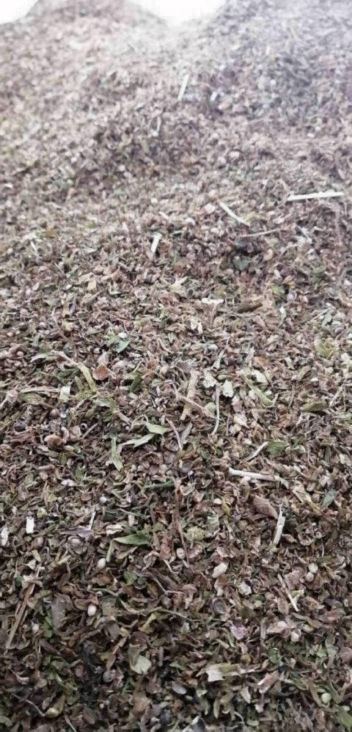 Bio Hanfblätter aus eigenem Anbau 3