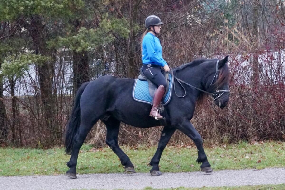 Ein Traum in schwarz! Rappstute ohne Abzeichen 3