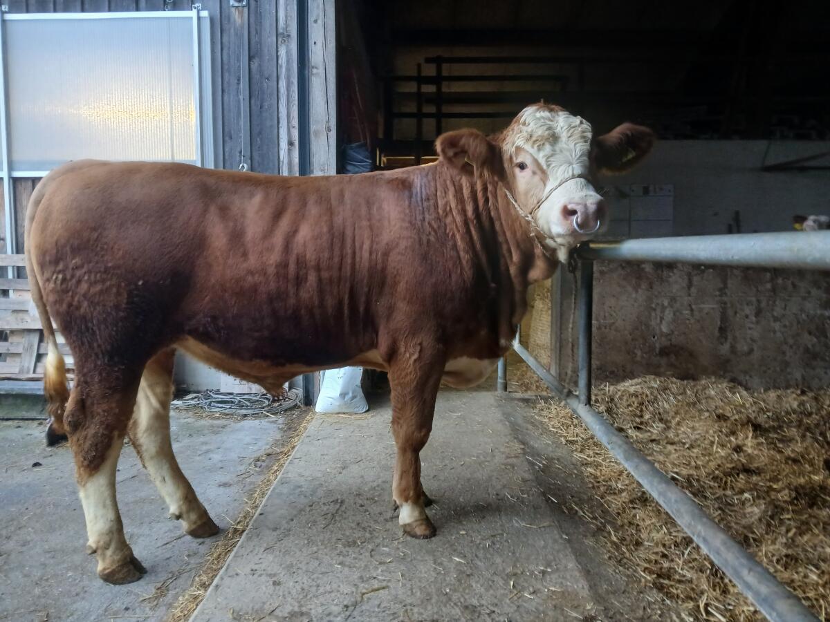 Verkaufe Fleckvieh-Zuchtstier 1