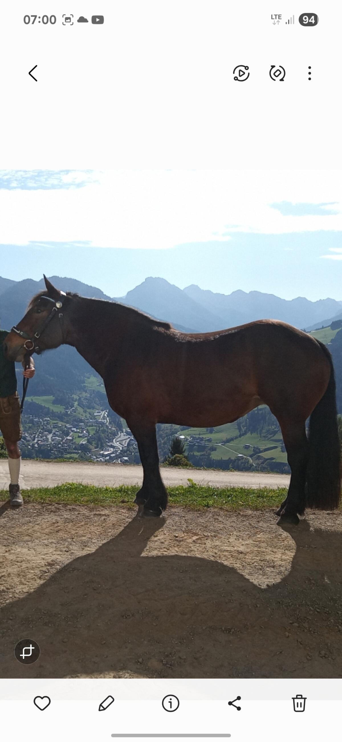 5 jährige Norikerstute 1