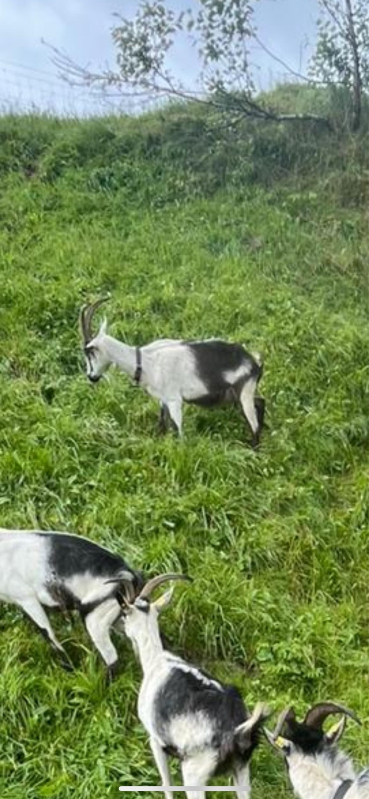 Verkaufe Pfauenziege 1