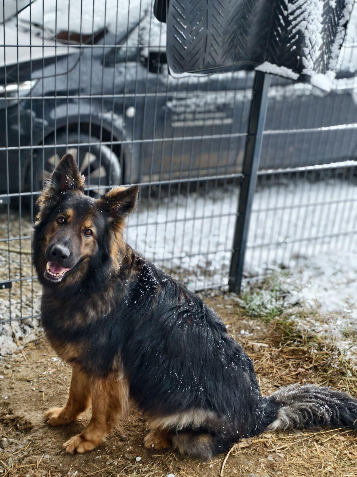 Altdeutscher Schäferhund 1