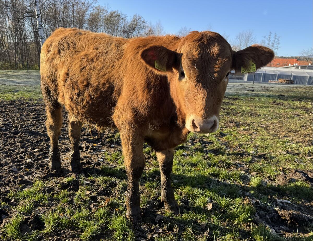 Einsteller, Fresser, Maststier 3