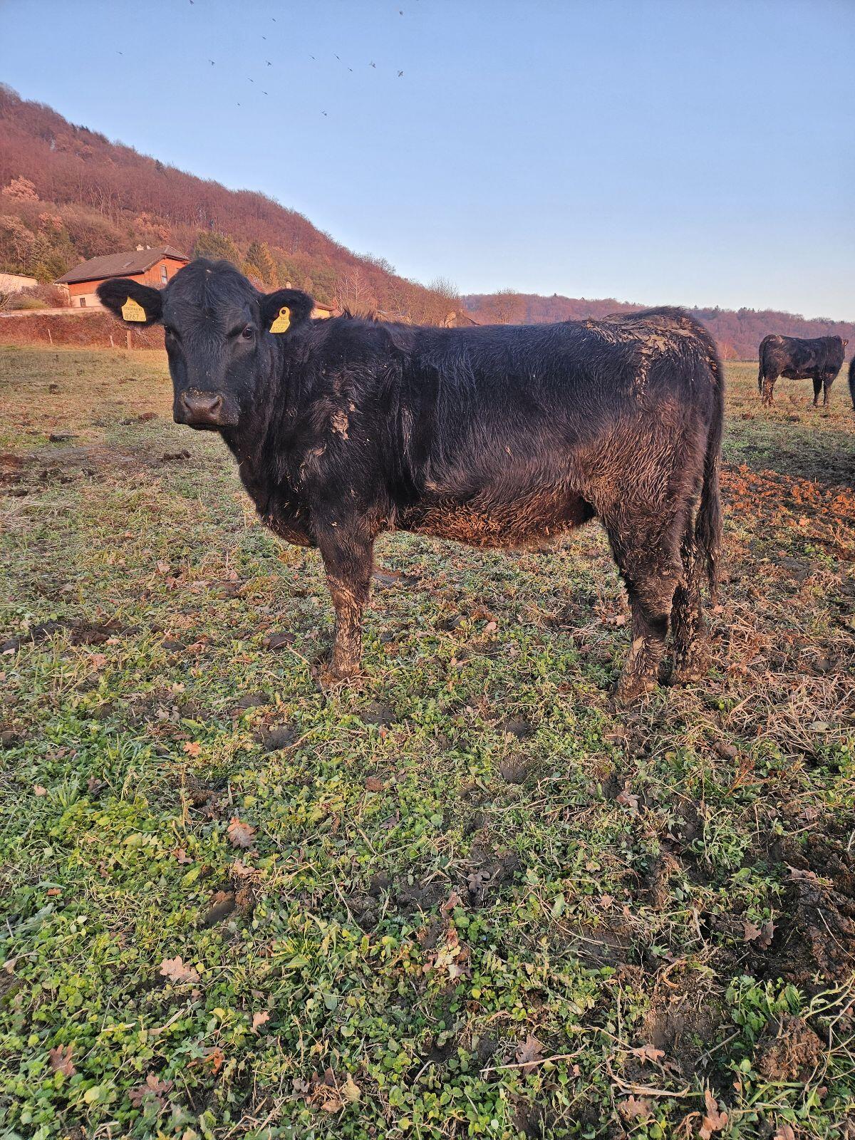 Verkaufe BIO Angus Kalbinnen 3