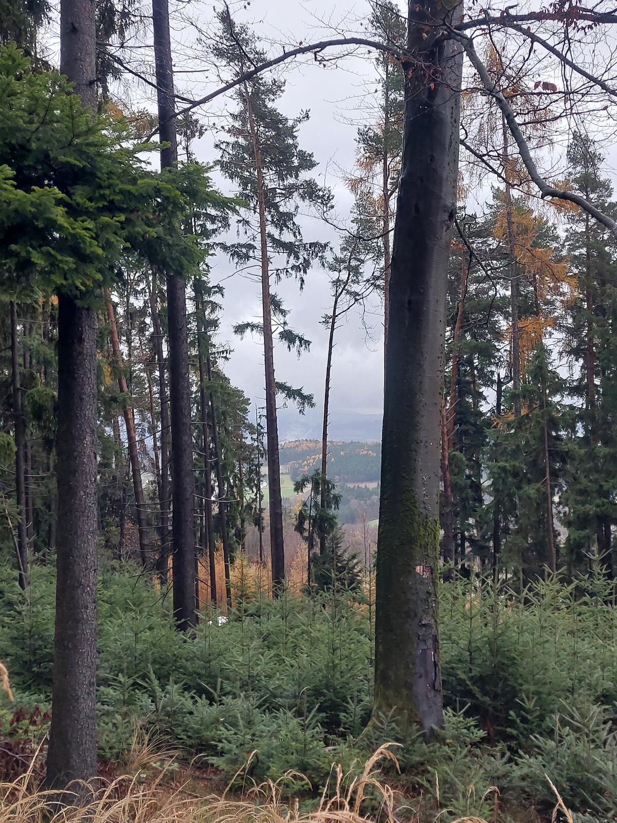 2 ha Wald (Fichte & Tanne) in Reitern/Nähe Maria Taferl zu verkaufen 2
