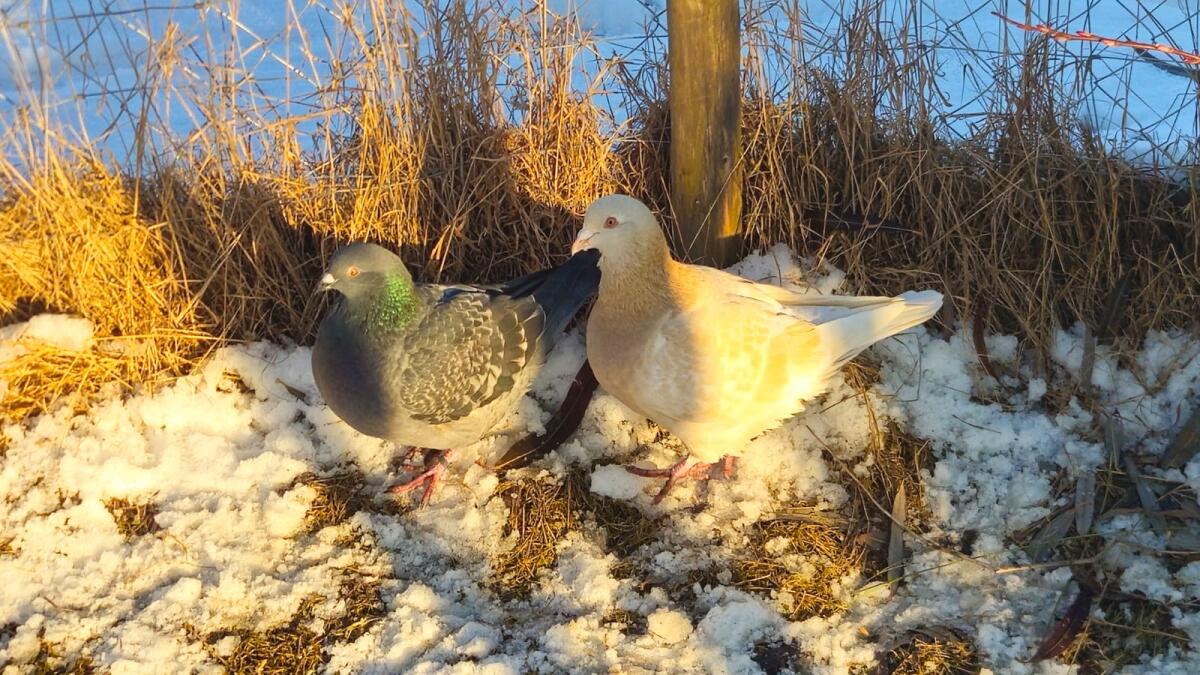 Junge Mischlingstaube 2