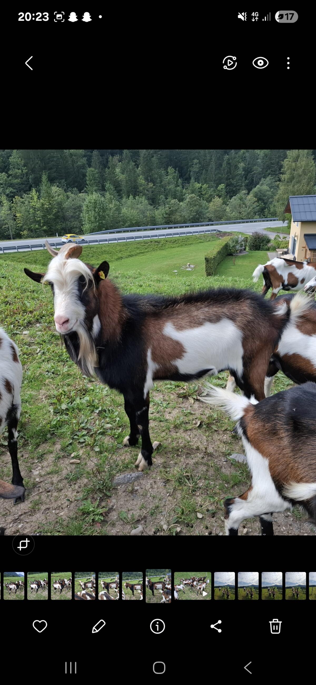 Verkaufe HB Tauernschecken Bock 2