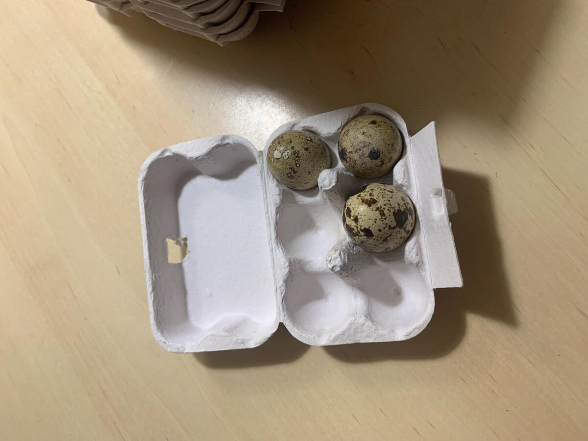 Wachteleier-Schachteln 2