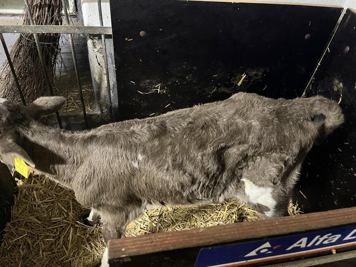 Holstein x Jersey Kreuzungskalb 3