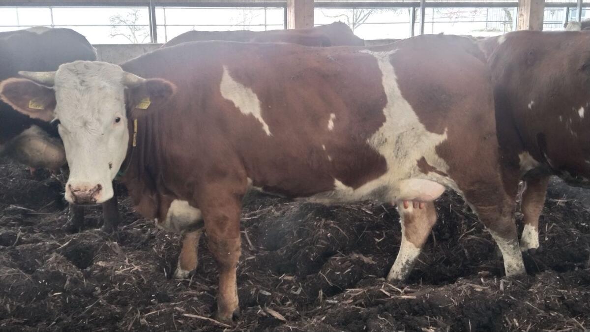 Bio Erstlingskuh - behornt 1