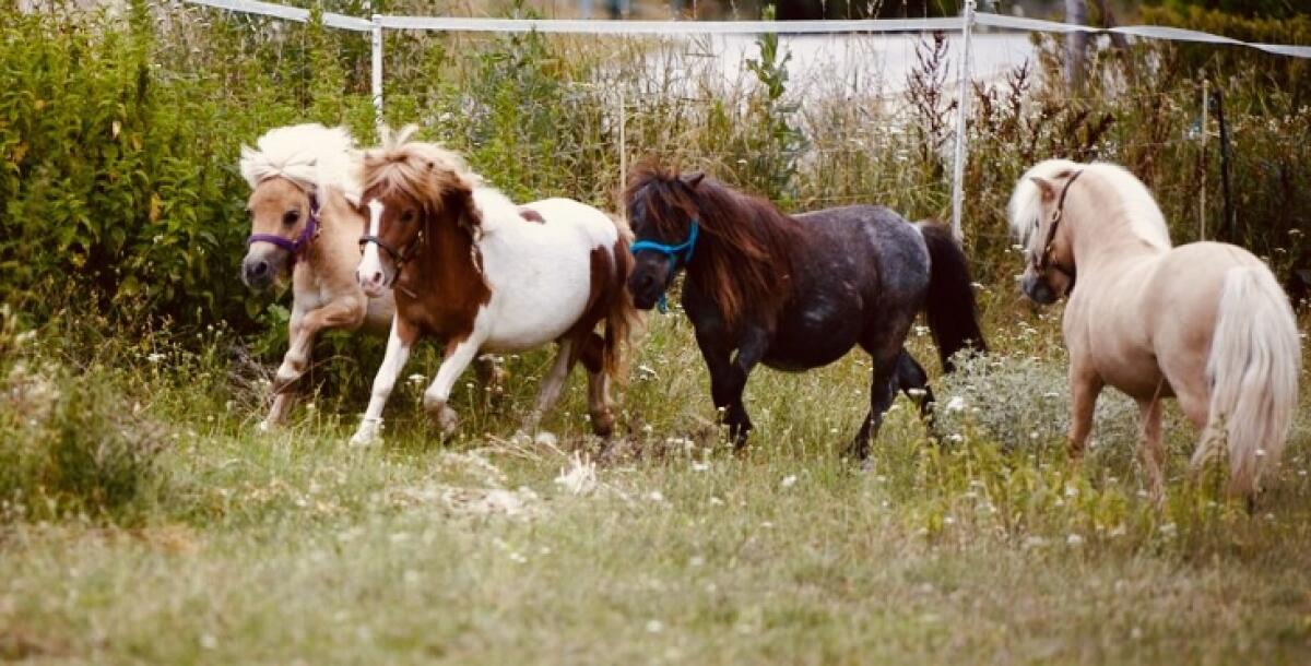 Minishettys aus Therapiebauernhof 3