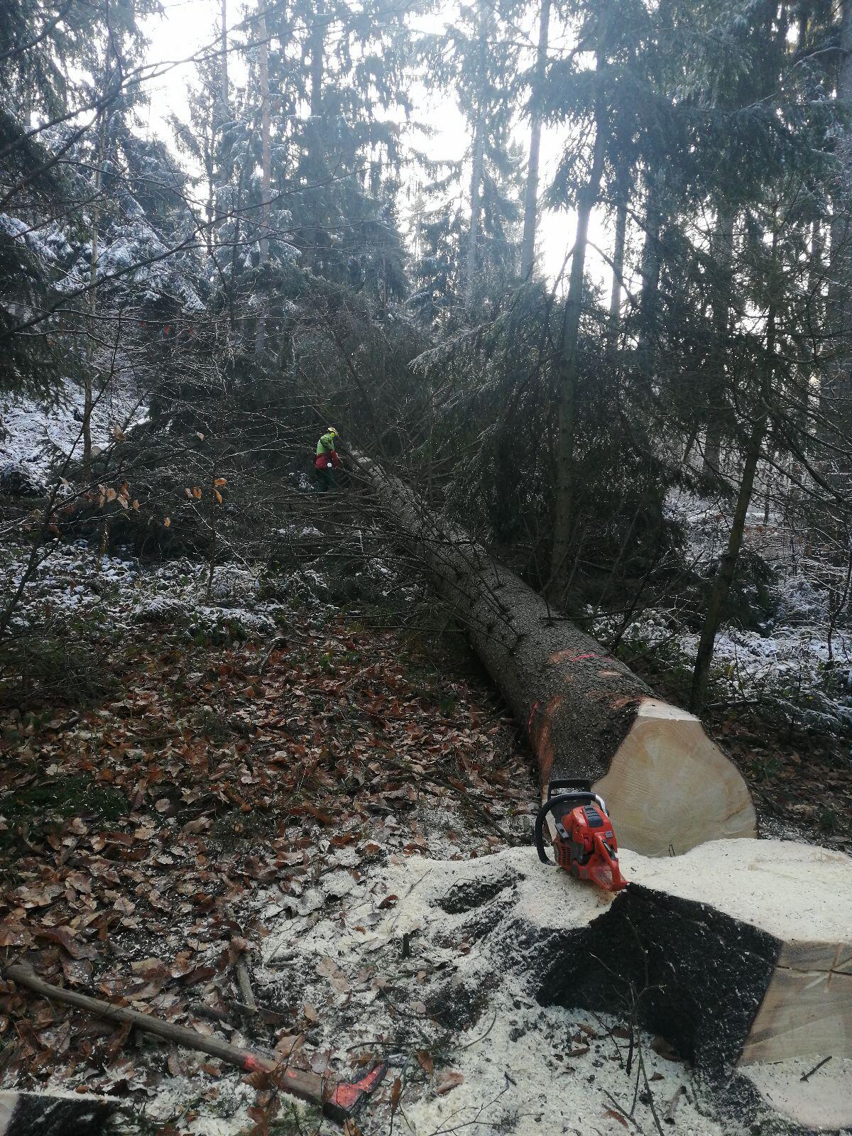 Übernehme Holzschlägerung 1