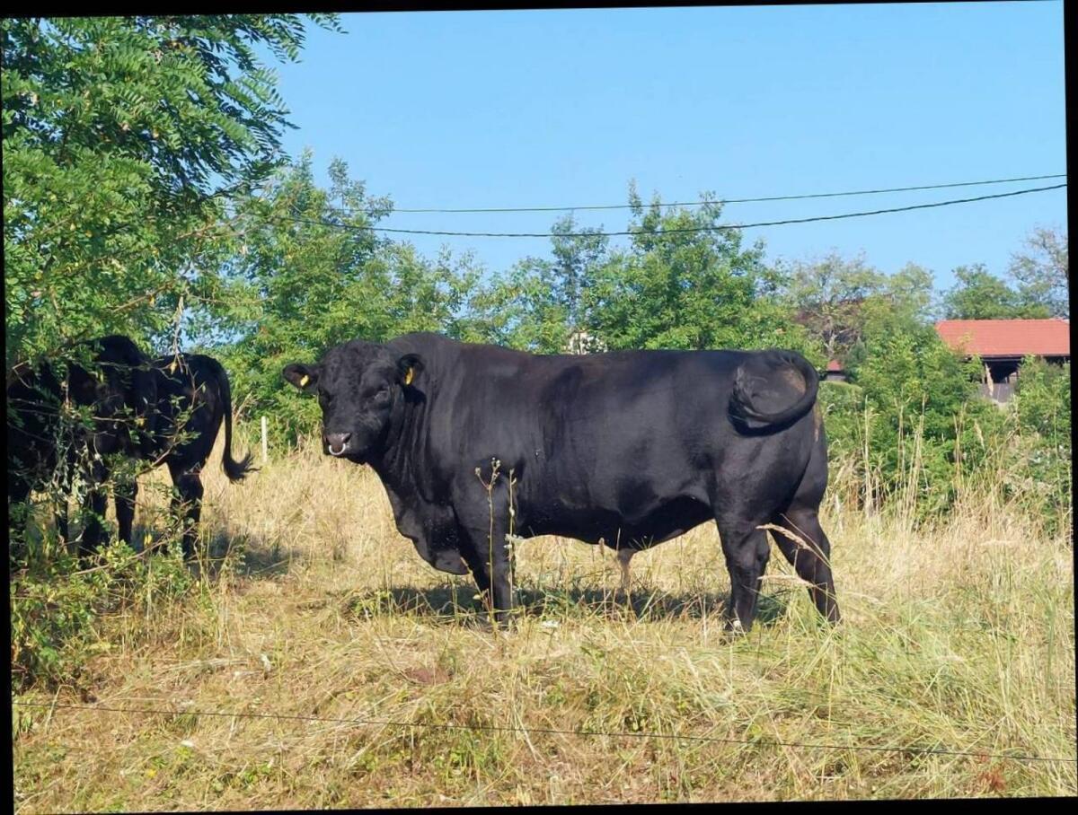 Aberdeen Angus Zuchttiere 2