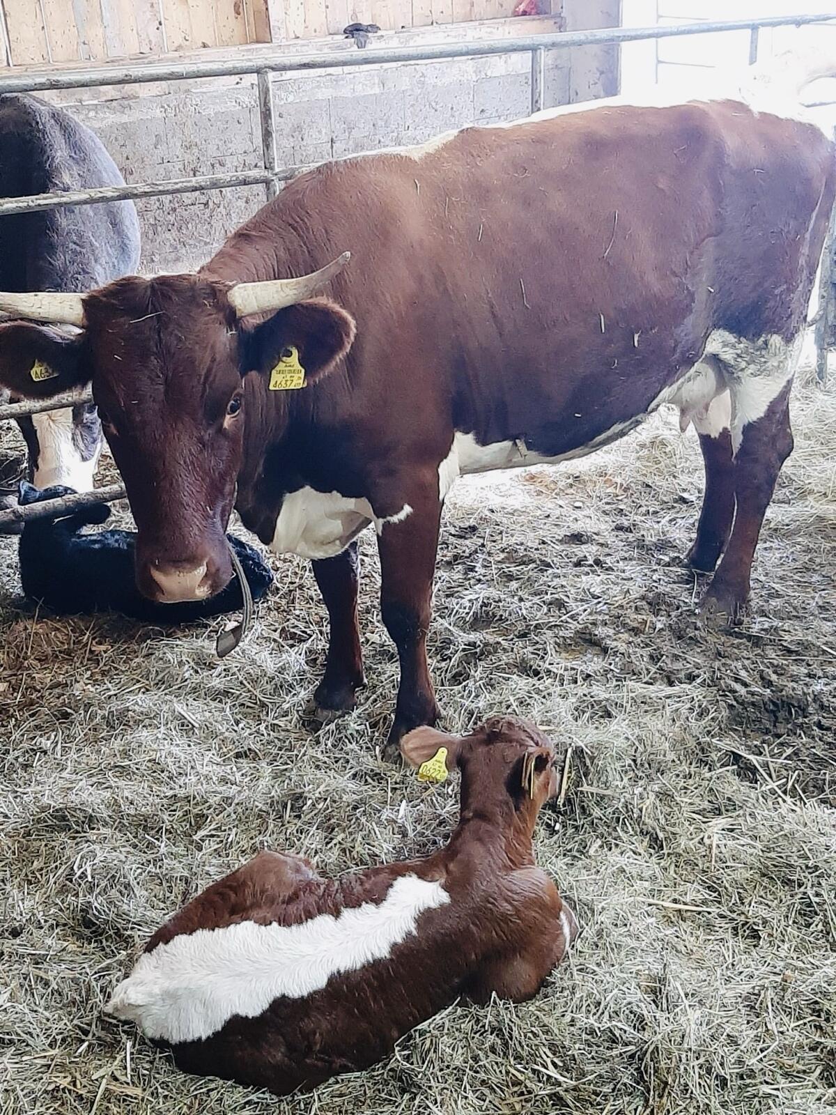 Pinzgauer Kuh mit Kalb 1