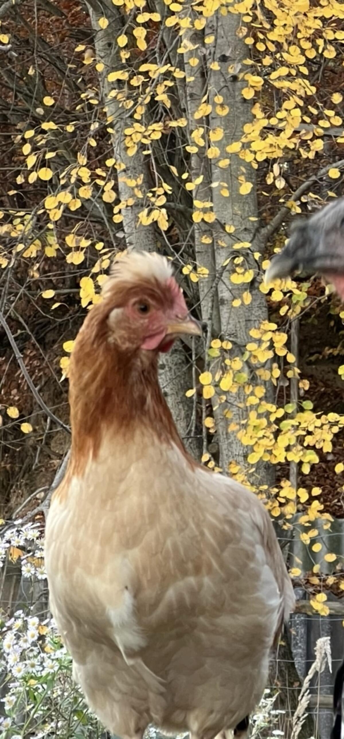 Sulmtaler Maran Mix oder reinrassig 1