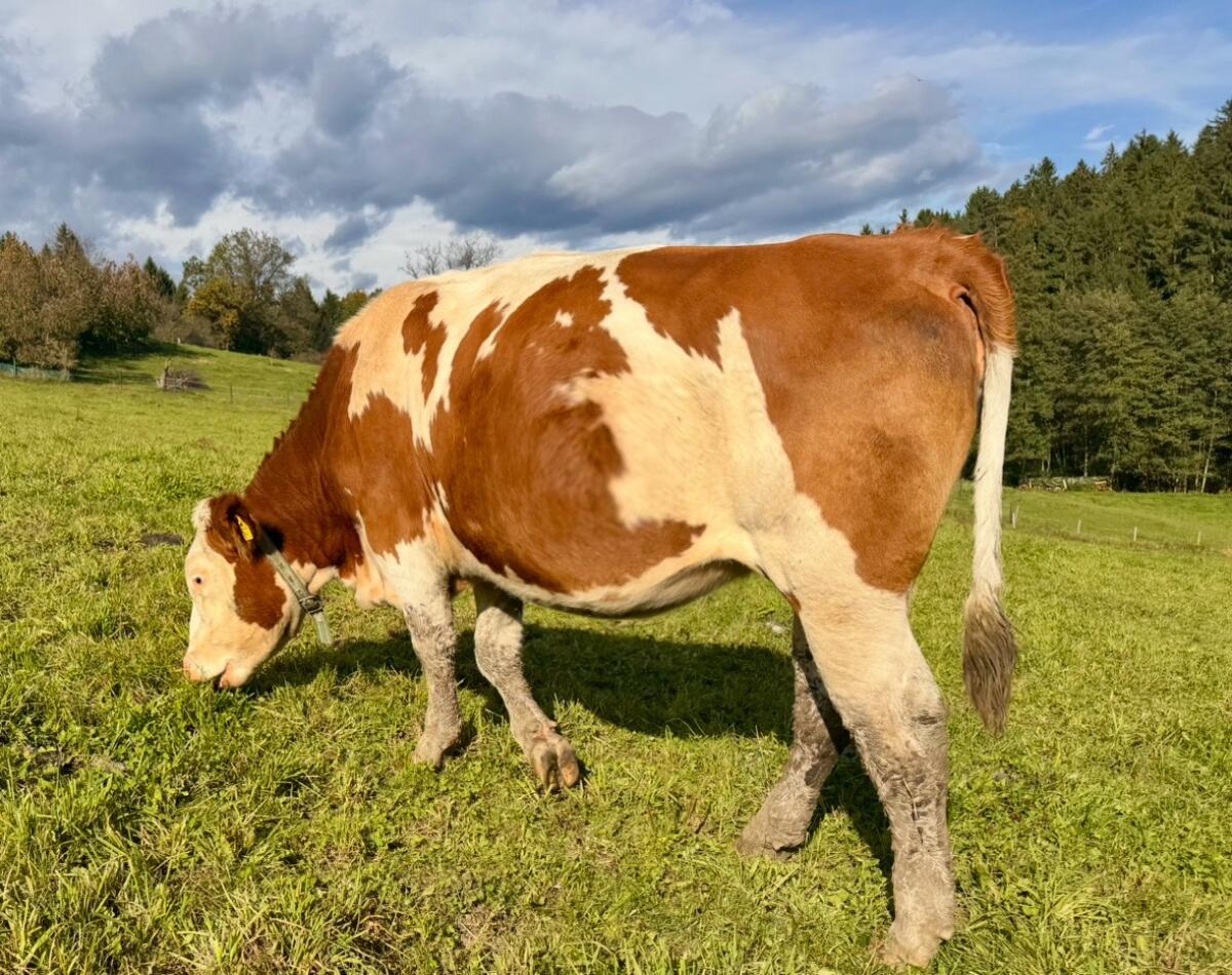 Hochträchtige Fleckviehzuchtkalbin (s.k. 9.1.26) zu verkaufen 1
