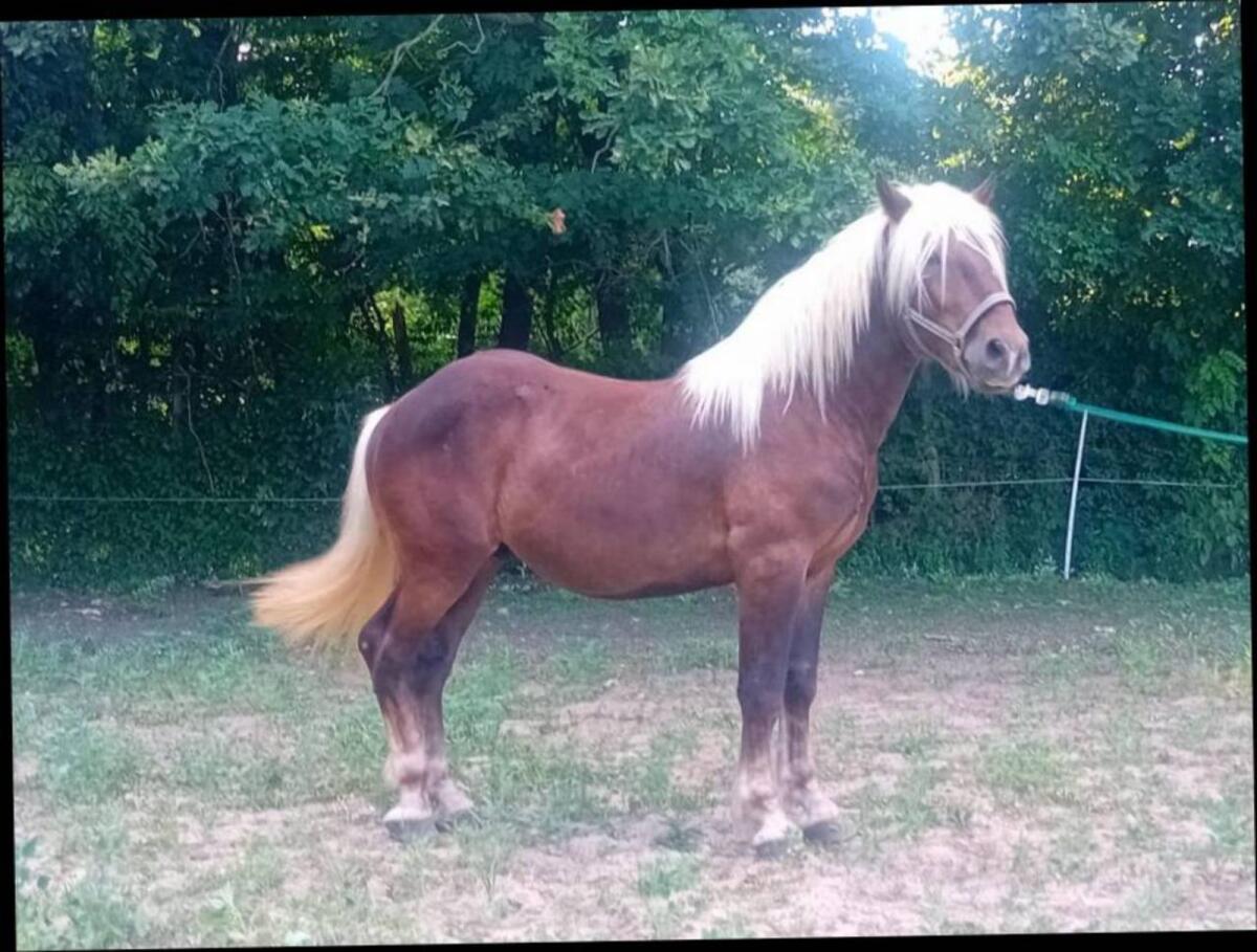 3-jährige Noriker Hengste 2