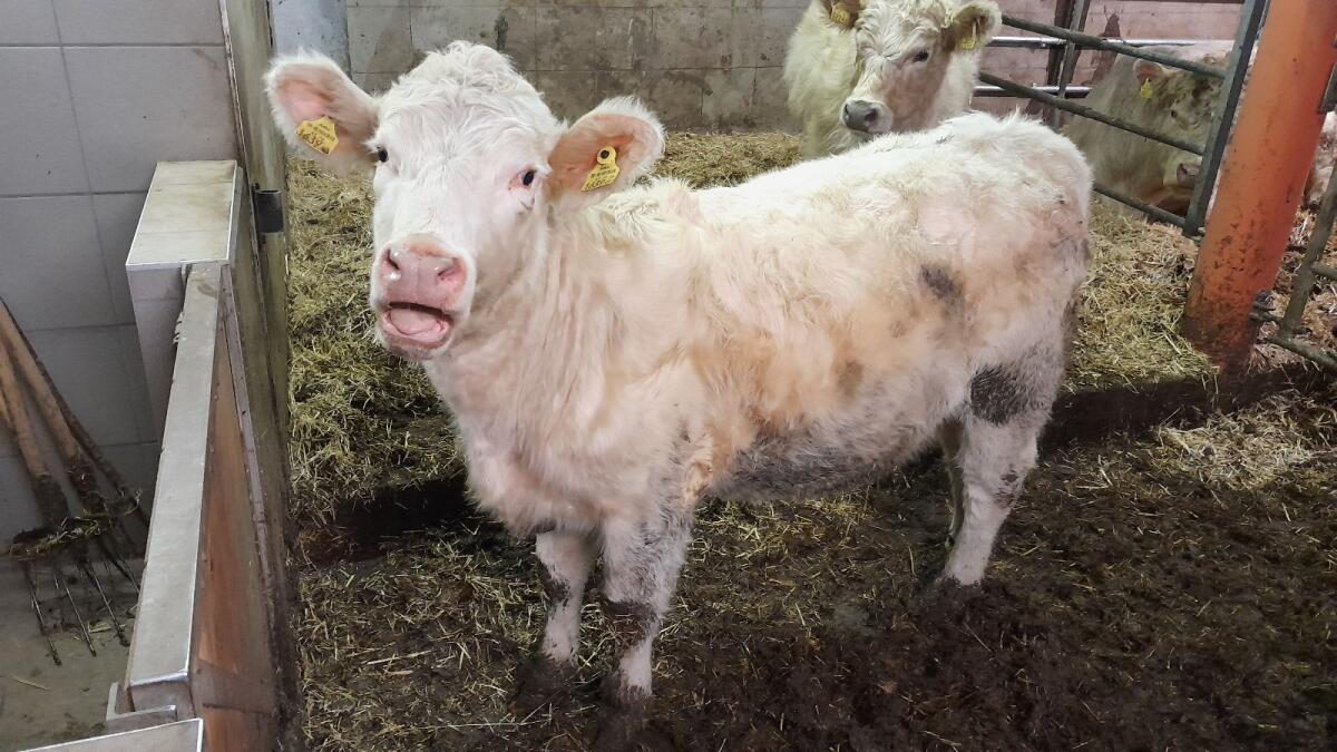 BIO Charolais Kalbin 3