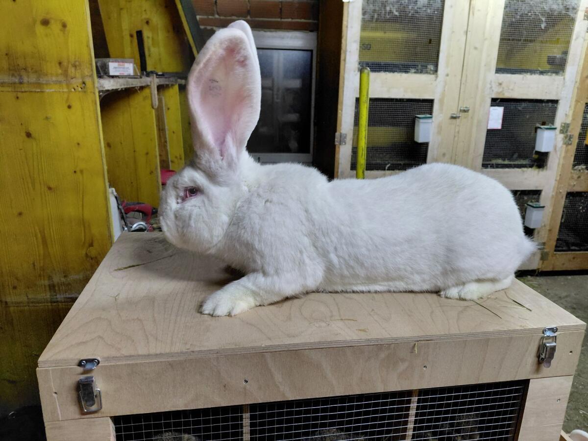 Graue und weiße Riesen 3