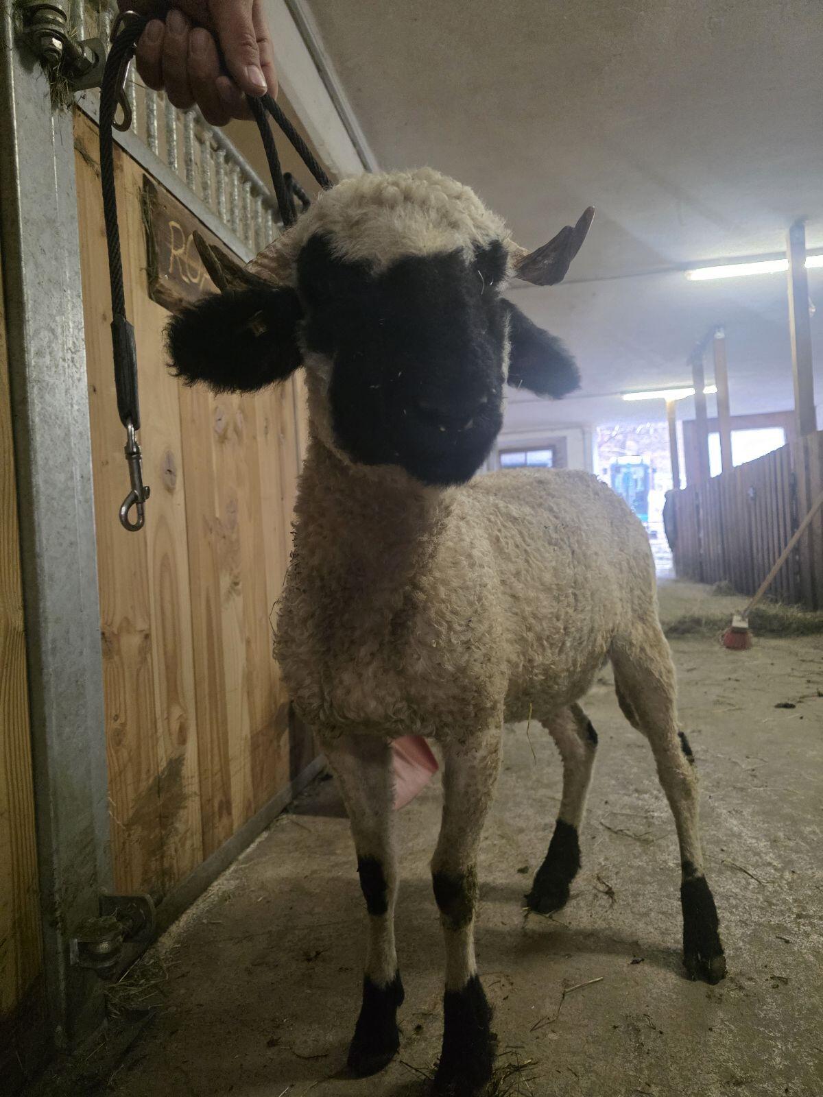 2 HB-fähige Walliser Schwarznasenauen 3