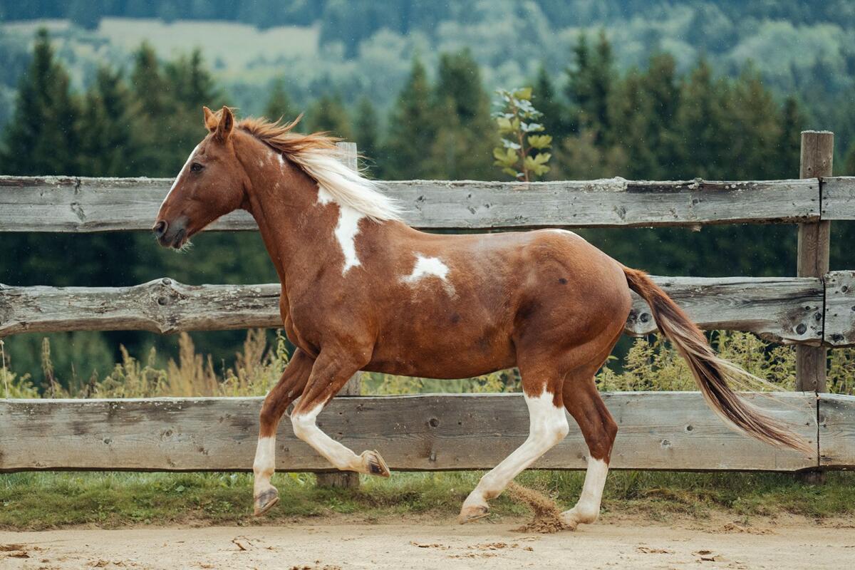Braver Pinto-Wallach für Familien/therapeutisches Reiten 2