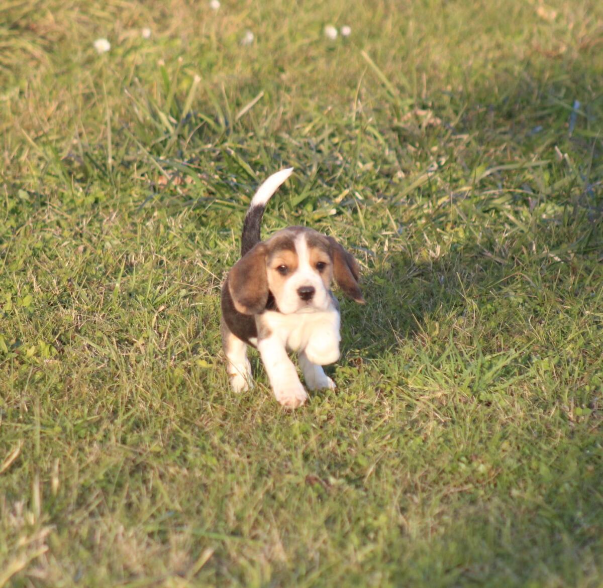 Beagle-Welpen suchen in Kürze ihr Traumzuhause 2