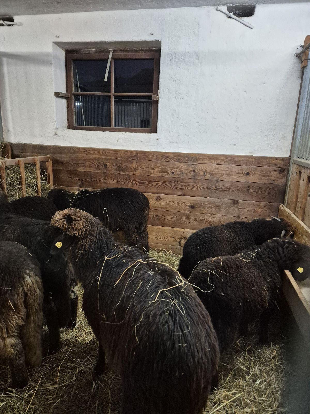 Tiroler Steinschaf BIO 1