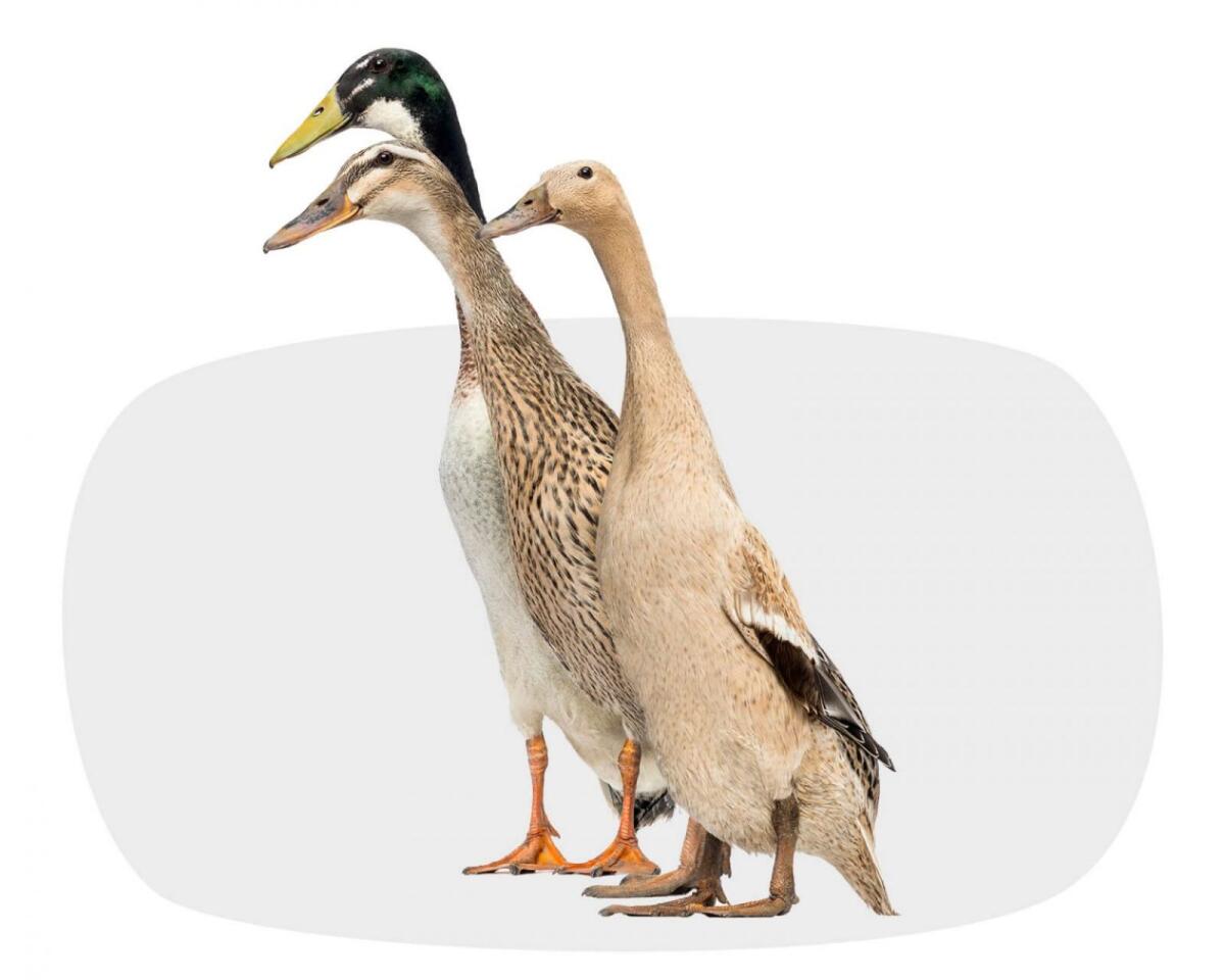 Drei Laufenten abzugeben 1