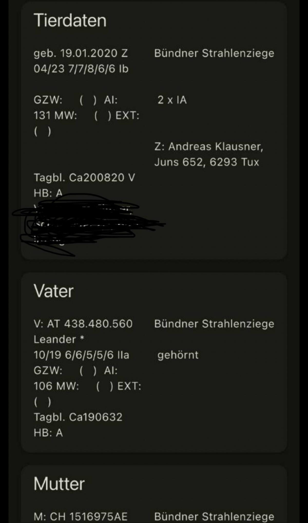 Bündner Strahlenbock 2