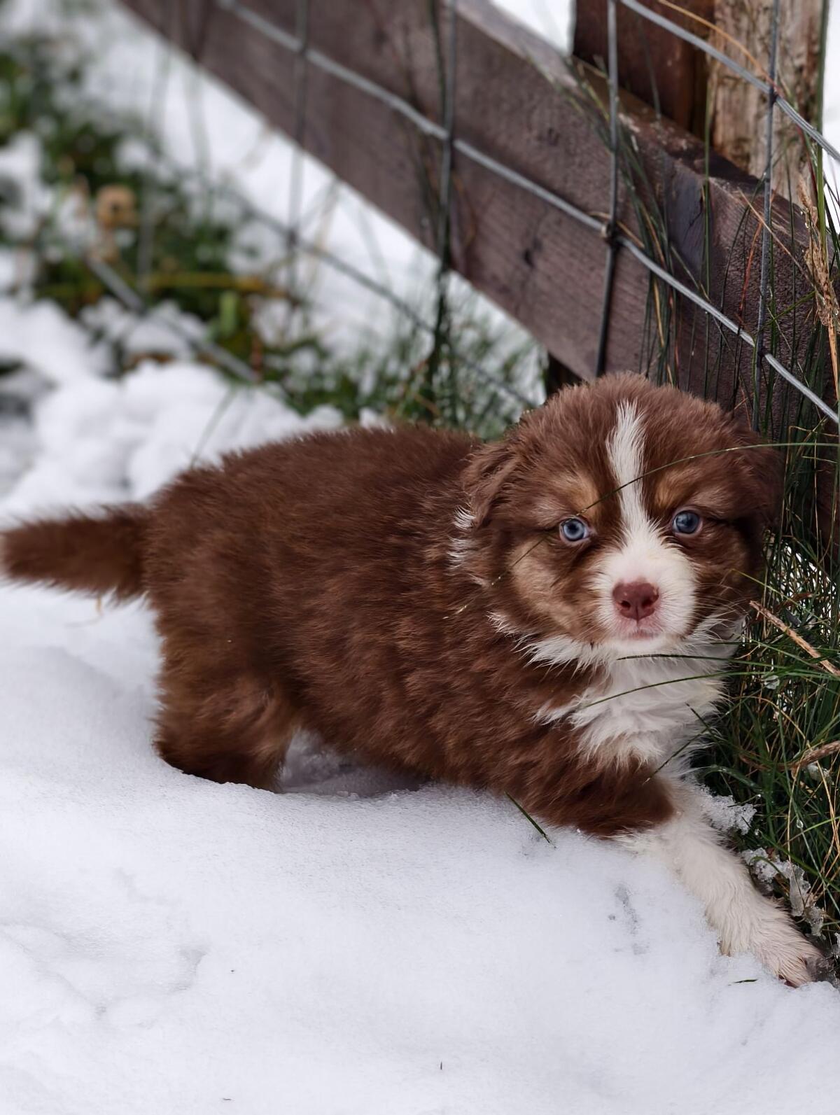 Australian Shepherd mit Ahnentafel 1